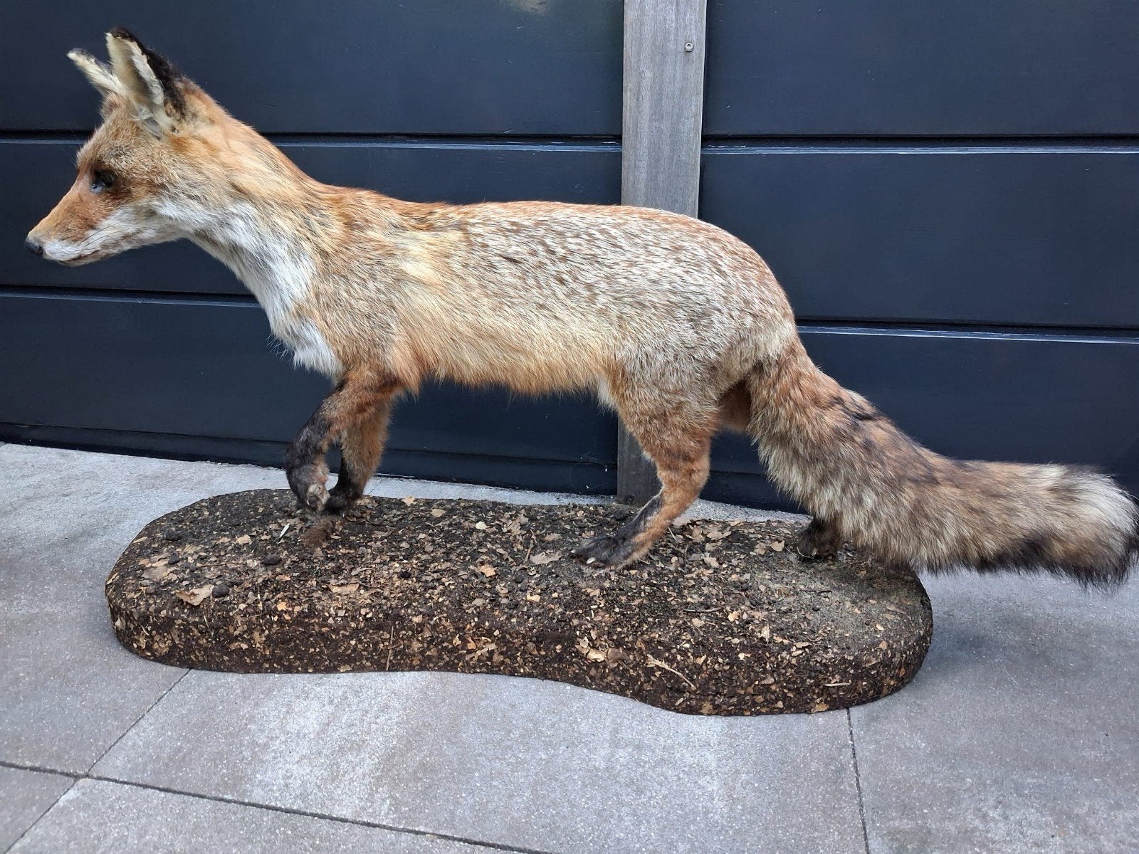 Opgezette vos NIEUW, Verzamelen, Dierenverzamelingen, Ophalen, Nieuw, Wild dier, Opgezet dier