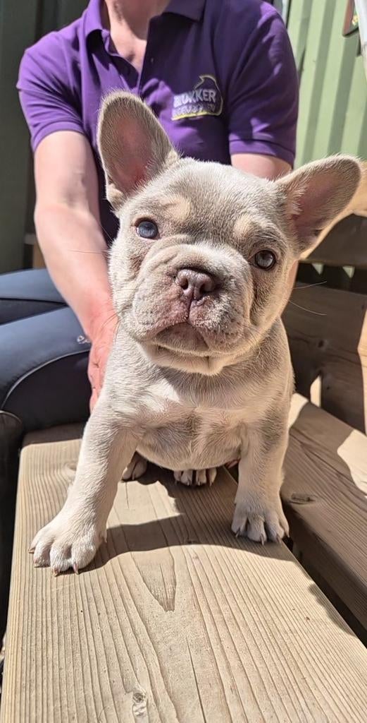 Franse bulldog pup, Dieren en Toebehoren, Reu, 8 tot 15 weken, Parvo, Bulldog