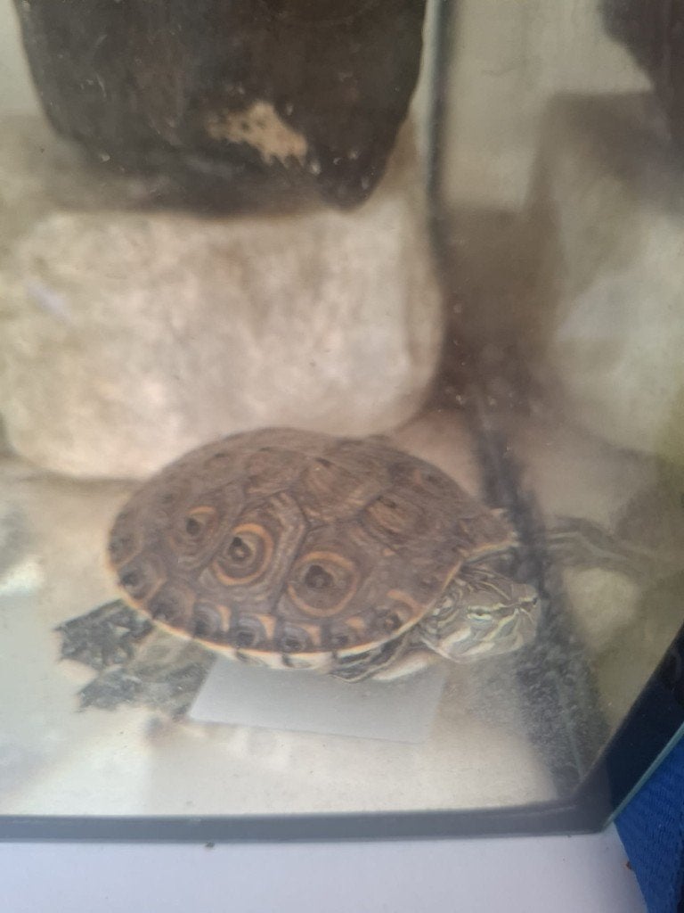 Schildpad met alle toebehoren, Dieren en Toebehoren, Schildpad, Met terrarium, 0 tot 2 jaar