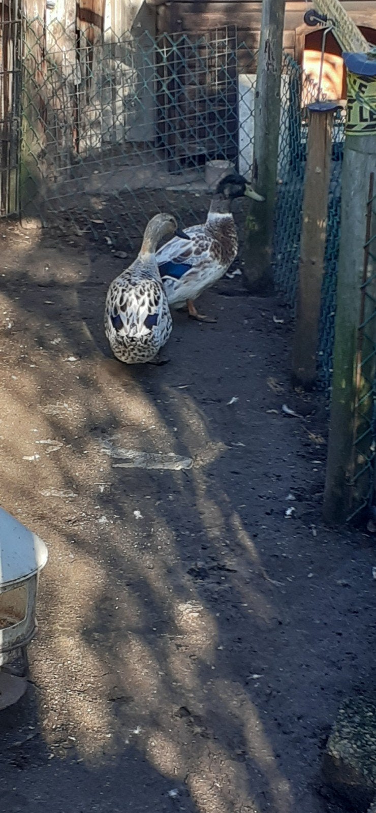 Te koop eenden, Meerdere dieren, Eend