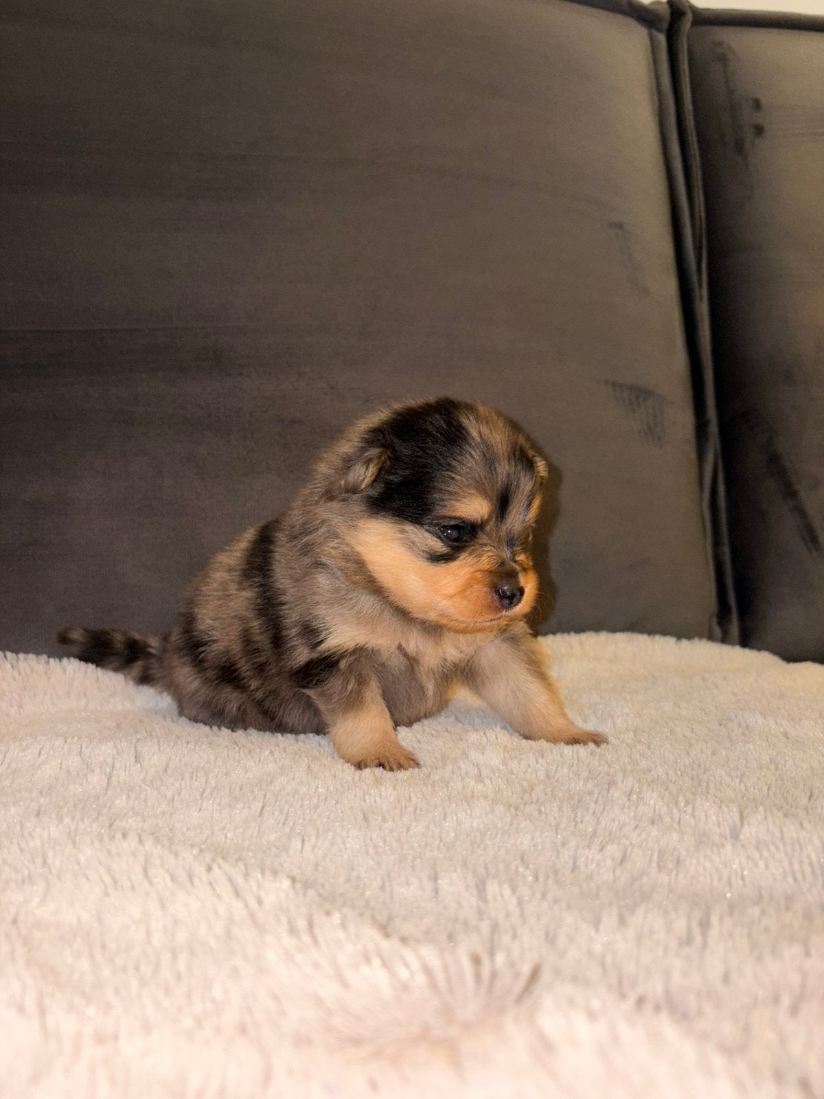 Pomeriaan pups merle tan, black en tan, Dieren en Toebehoren, Overige rassen, 8 tot 15 weken, Meerdere, Meerdere dieren