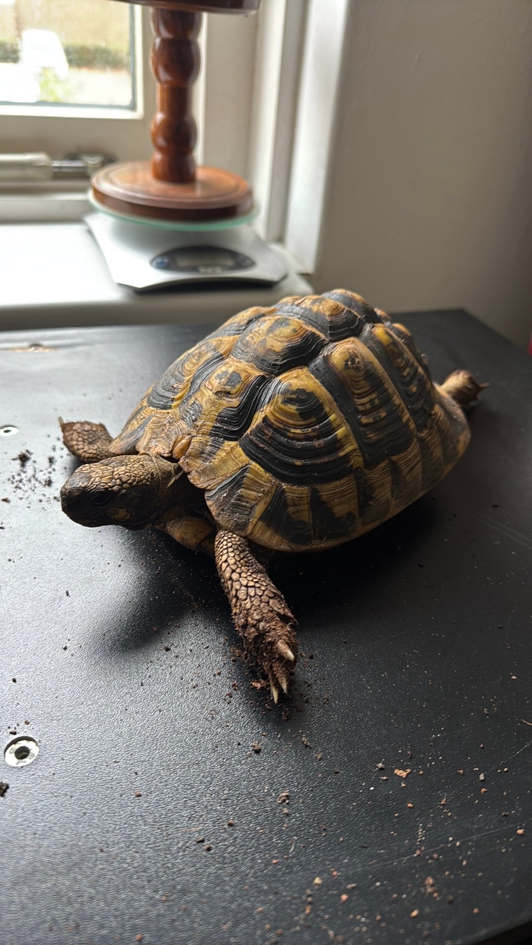 Testudo Herm. Hermanni vlw vrouw Tortoise photo 6