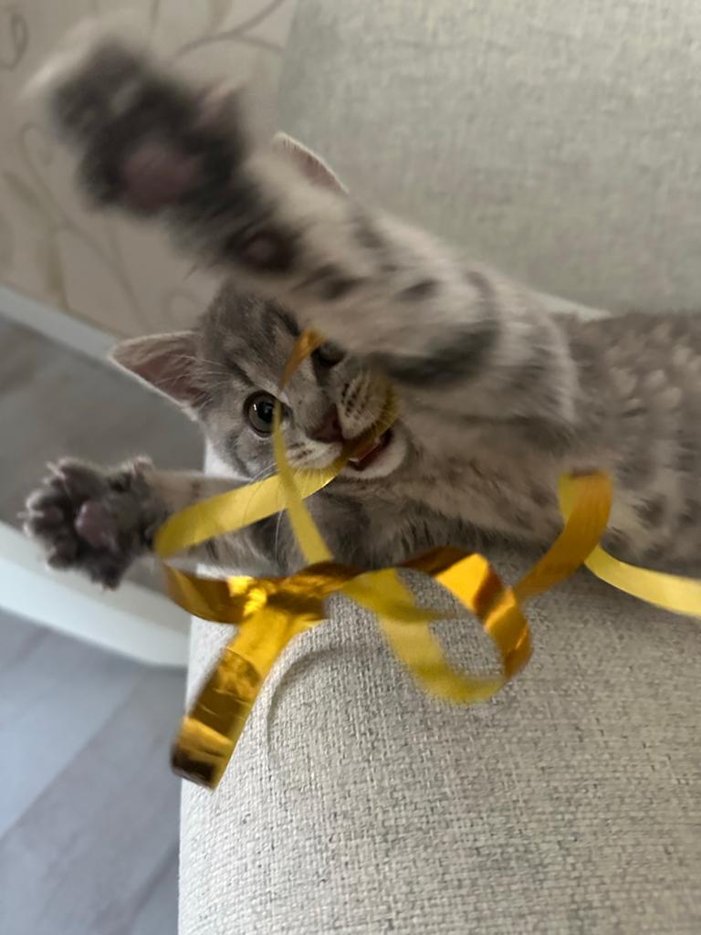 Britse korthaar kitten (speels & lief), Poes, Kortharig, 0 tot 2 jaar