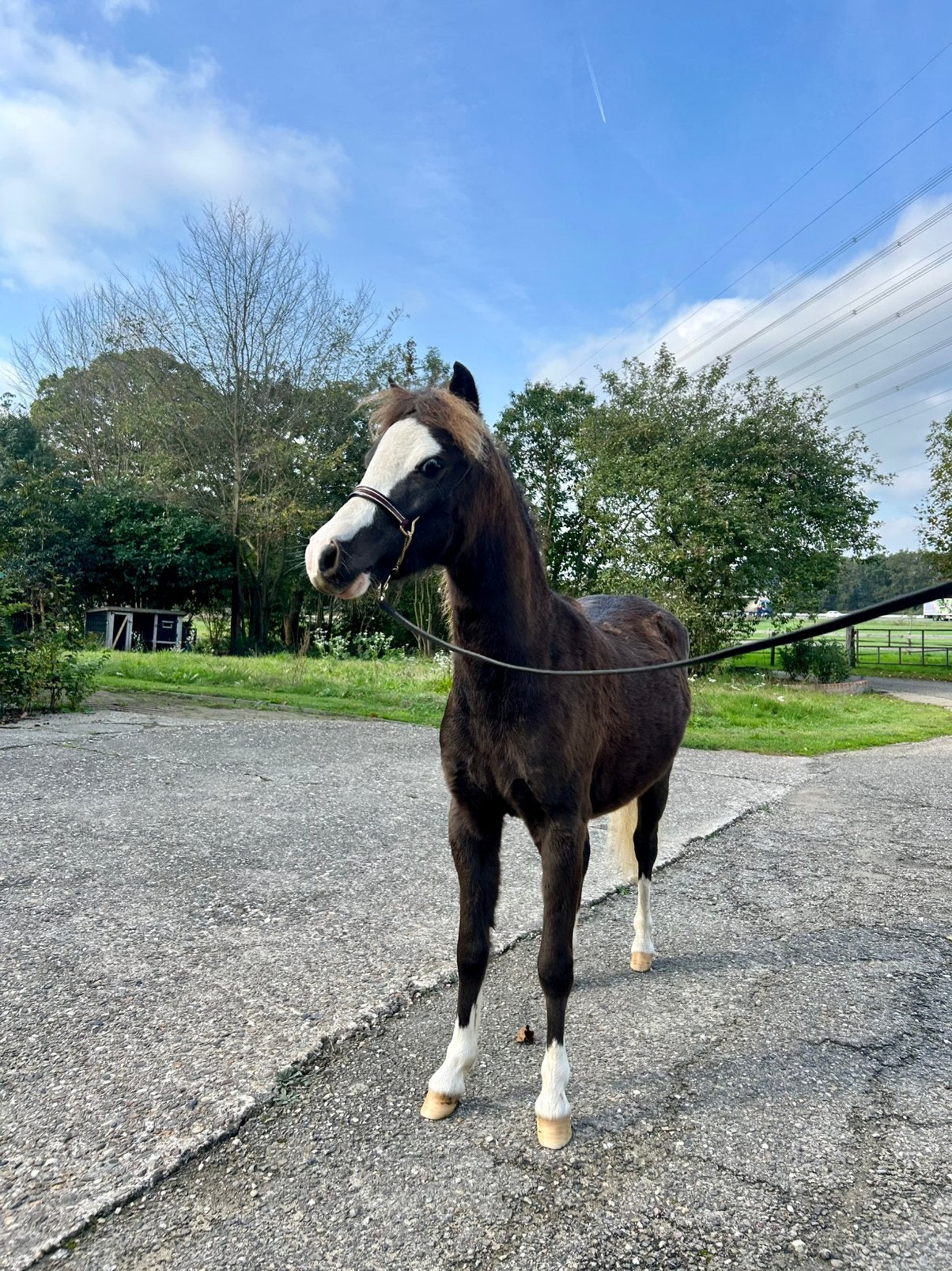 Amha - Amhr - Nmprs & Aspc pony’s **Unieke kans!!**, Dieren en Toebehoren, Met stamboom, Niet van toepassing, A pony (tot 1.17m)
