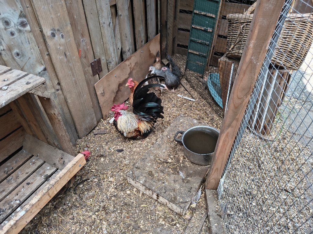 chabo,s div kleuren, Dieren en Toebehoren, Pluimvee, Meerdere dieren, Eend