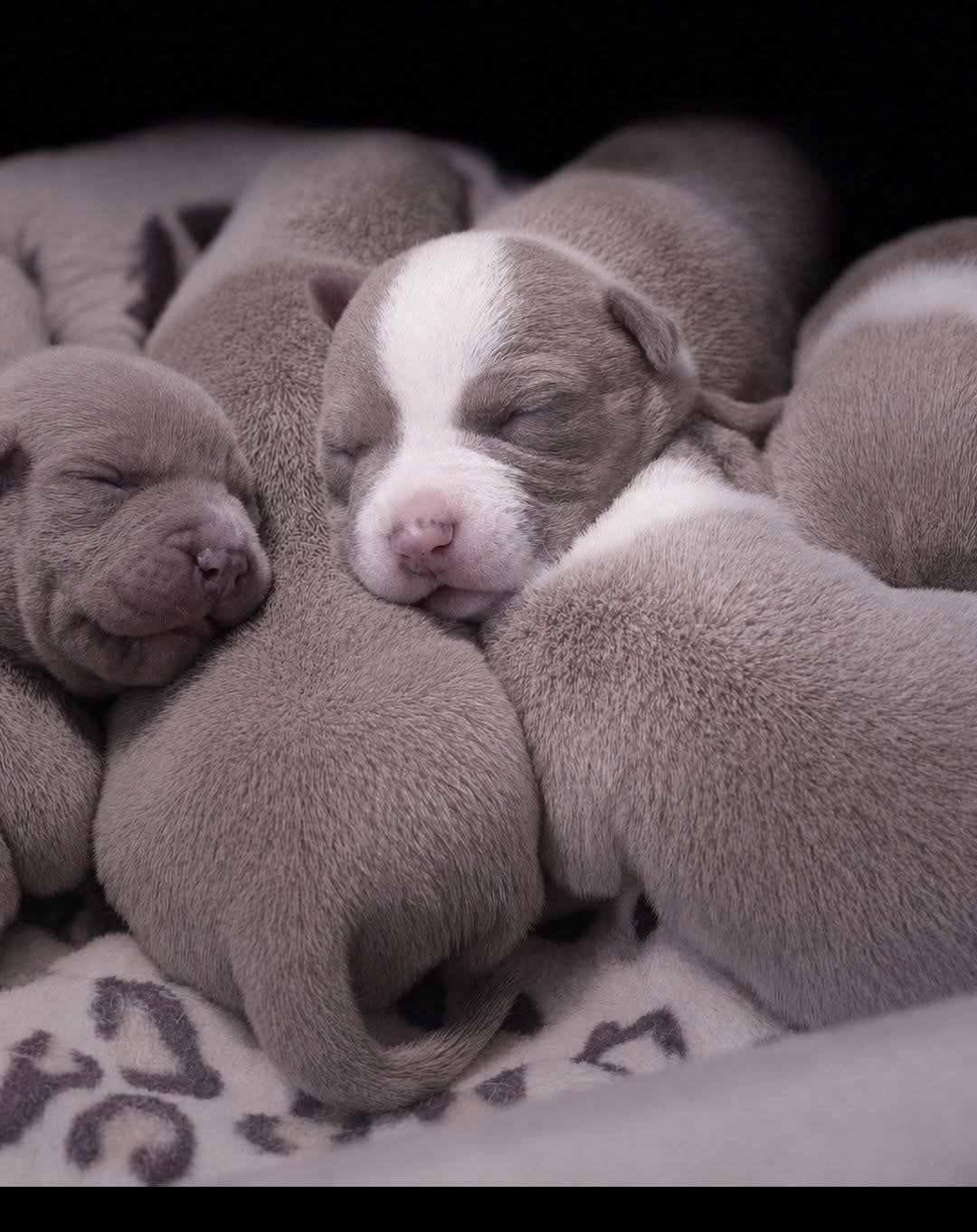 ️ Prachtige Amerikaanse Bully pups met stamboom, 8 tot 15 weken, Parvo, Bulldog, Meerdere