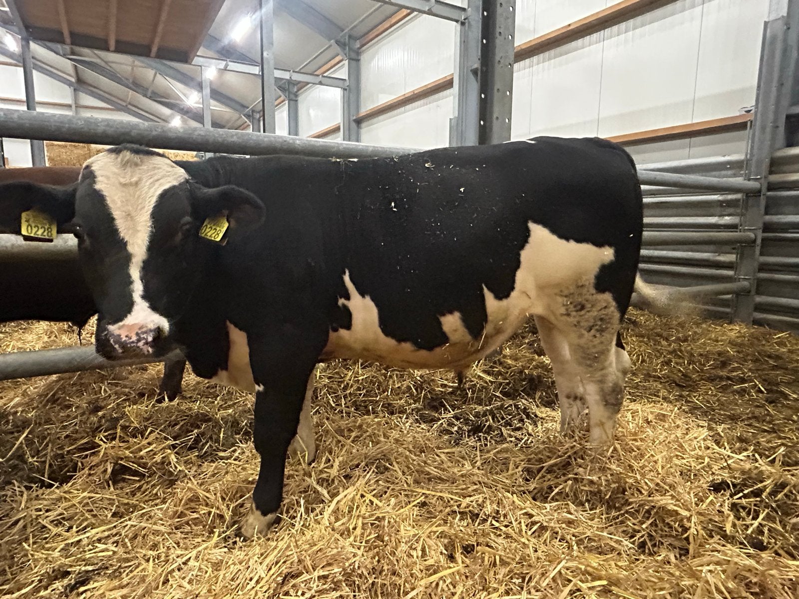 Dikbil stiertje, Dieren en Toebehoren, Mannelijk, 0 tot 2 jaar
