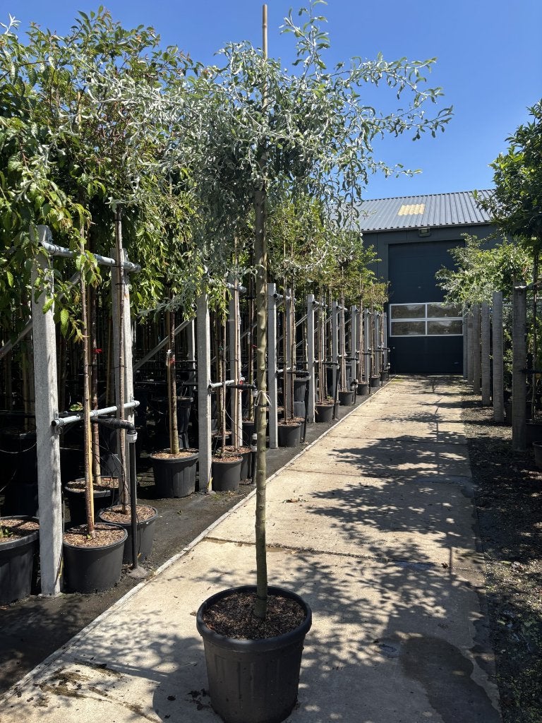 Pyrus salicifolia ‘Pendula’ 8/10, 10/12 & 12/14 | Treurpeer, In pot, Ophalen of Verzenden, Lente, Treurboom