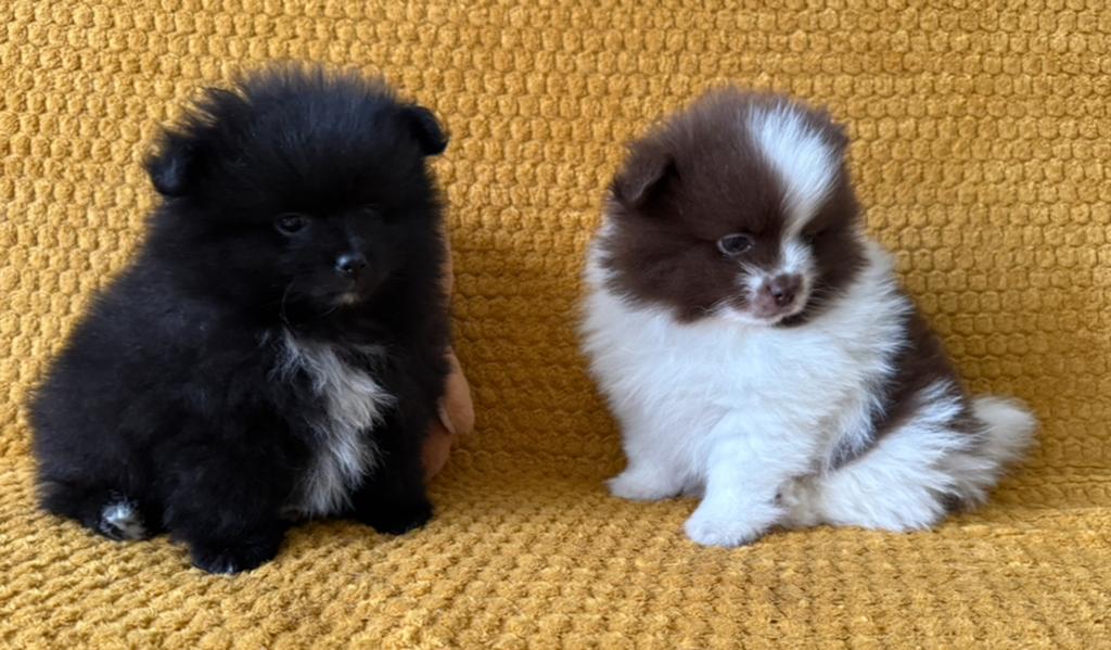 Pomeriaan/ Pomerianen pups 2 reutjes te koop, 8 tot 15 weken, Parvo, Meerdere, Nederland