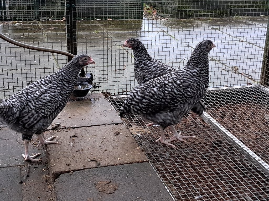 noord Hollandse blauwe leghennen, Dieren en Toebehoren, Pluimvee, Vrouwelijk, Kip
