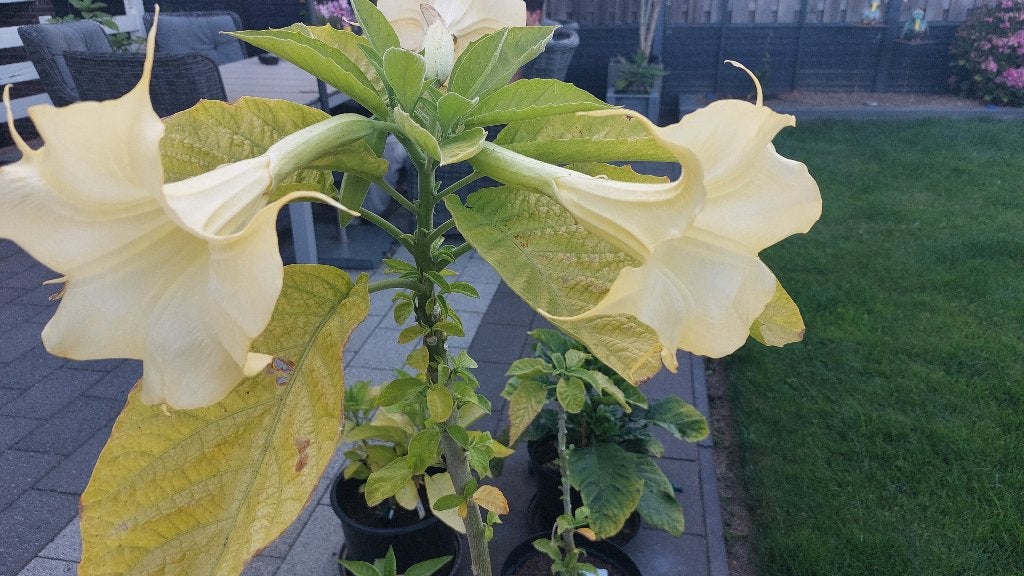 Mooie brugmansia steks/planten, Tuin en Terras, Planten | Tuinplanten, Ophalen, Overige soorten, Halfschaduw