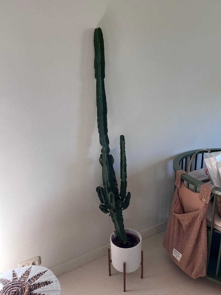 Cowboycactus (Euphorbia Erytrea) 150cm, Ophalen, Cactus, 150 tot 200 cm, Volle zon