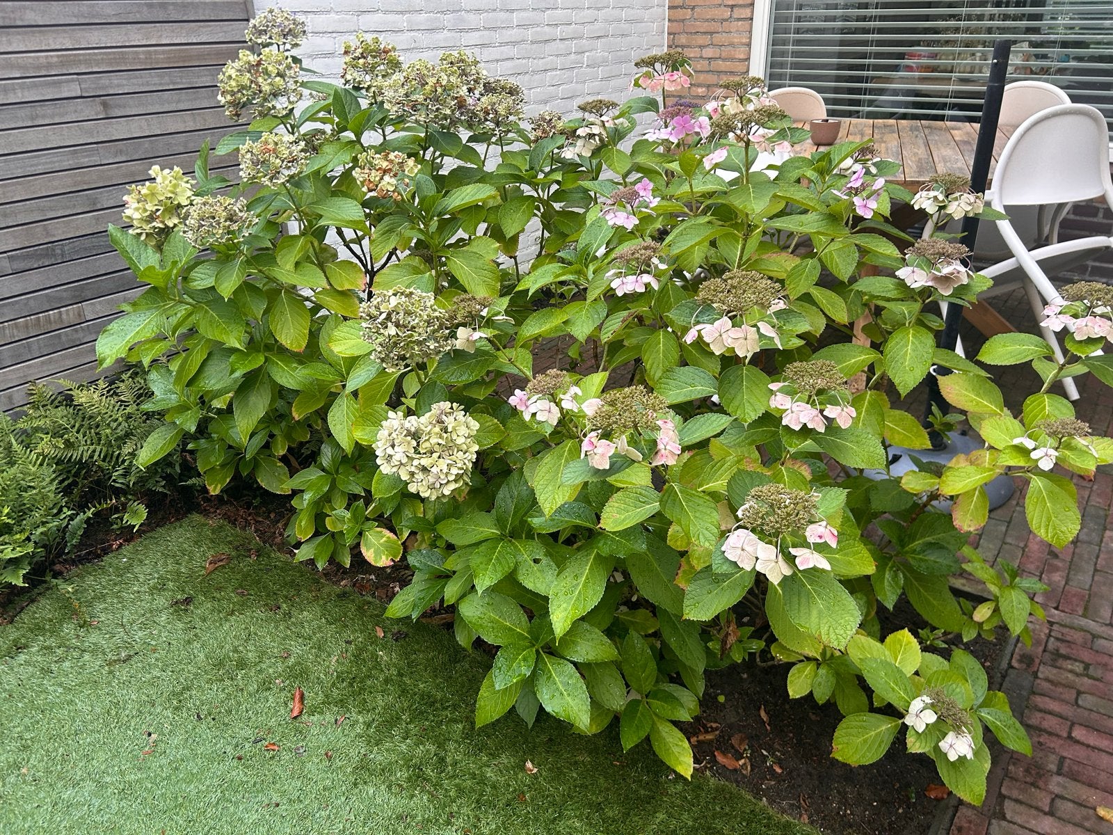 Hortensia's: 2x 'Ayesha' & 3x Macrophylla (5 stuks), Tuin en Terras, Vaste plant, Halfschaduw, Zomer, Ophalen