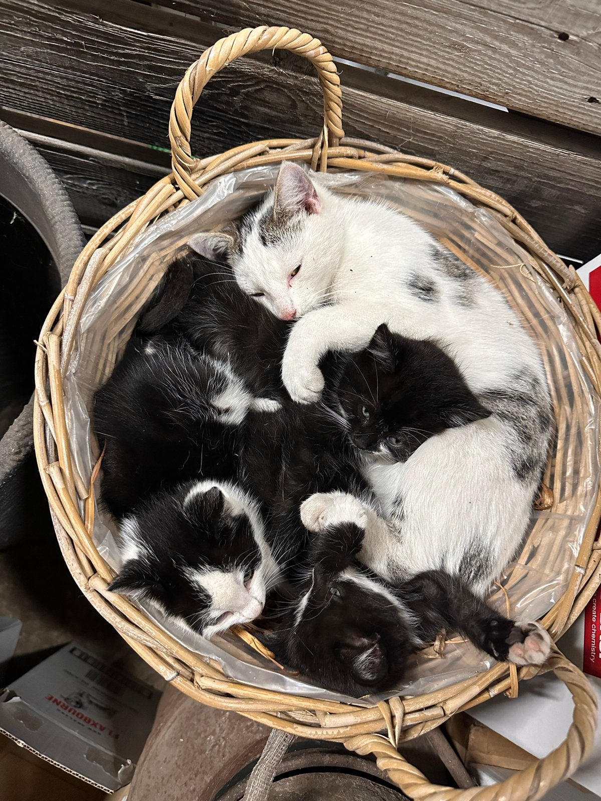 Lieve boerderij kittens, Meerdere dieren, Kortharig, 0 tot 2 jaar