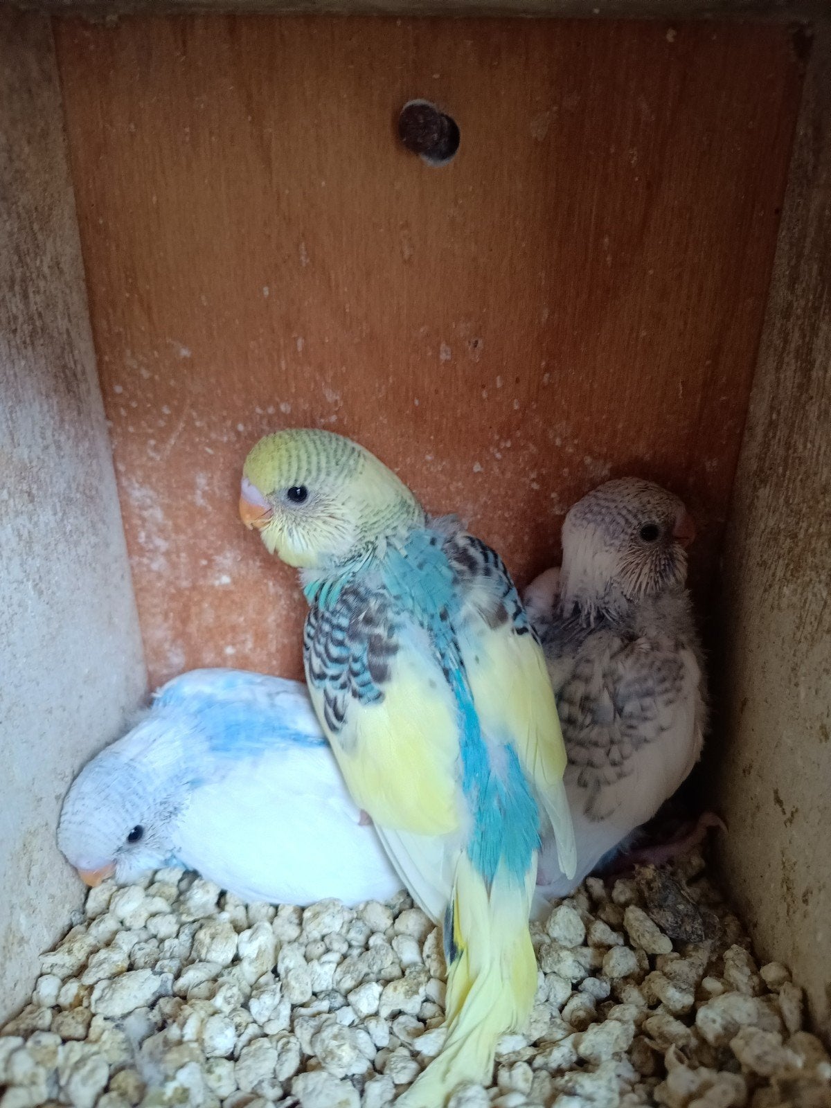 Jonge grasparkieten recht uit het nest., Dieren en Toebehoren, Meerdere dieren, Parkiet, Tam