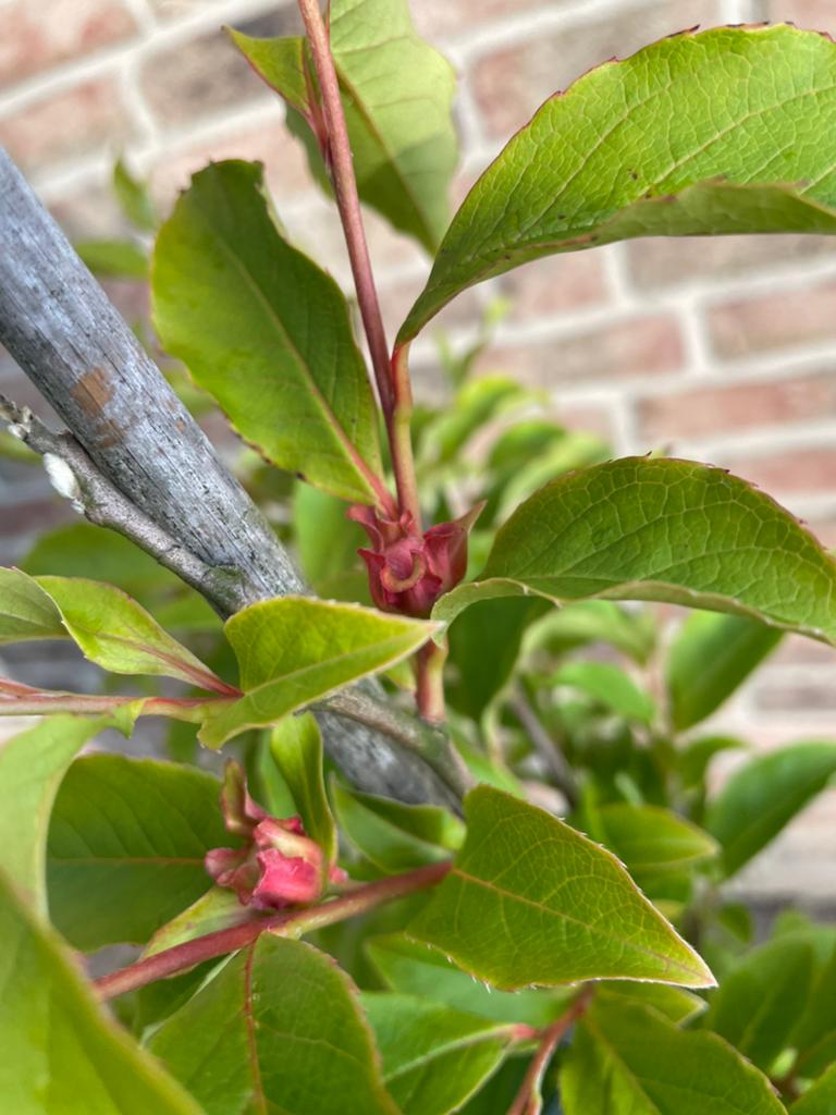 Gesnavelde schijn Camellia, Ophalen