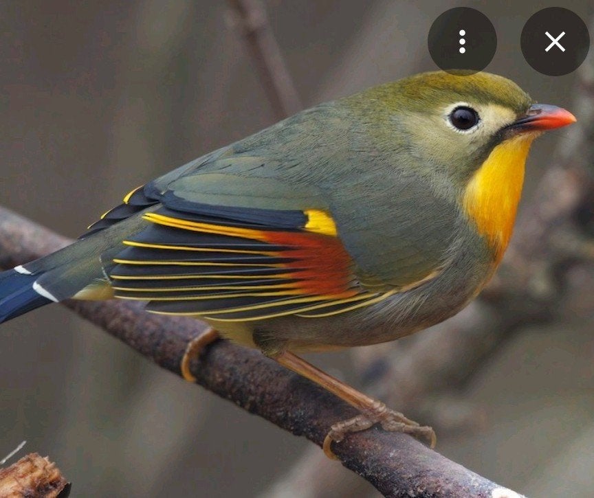 Japanse nachtegaal, Meerdere dieren
