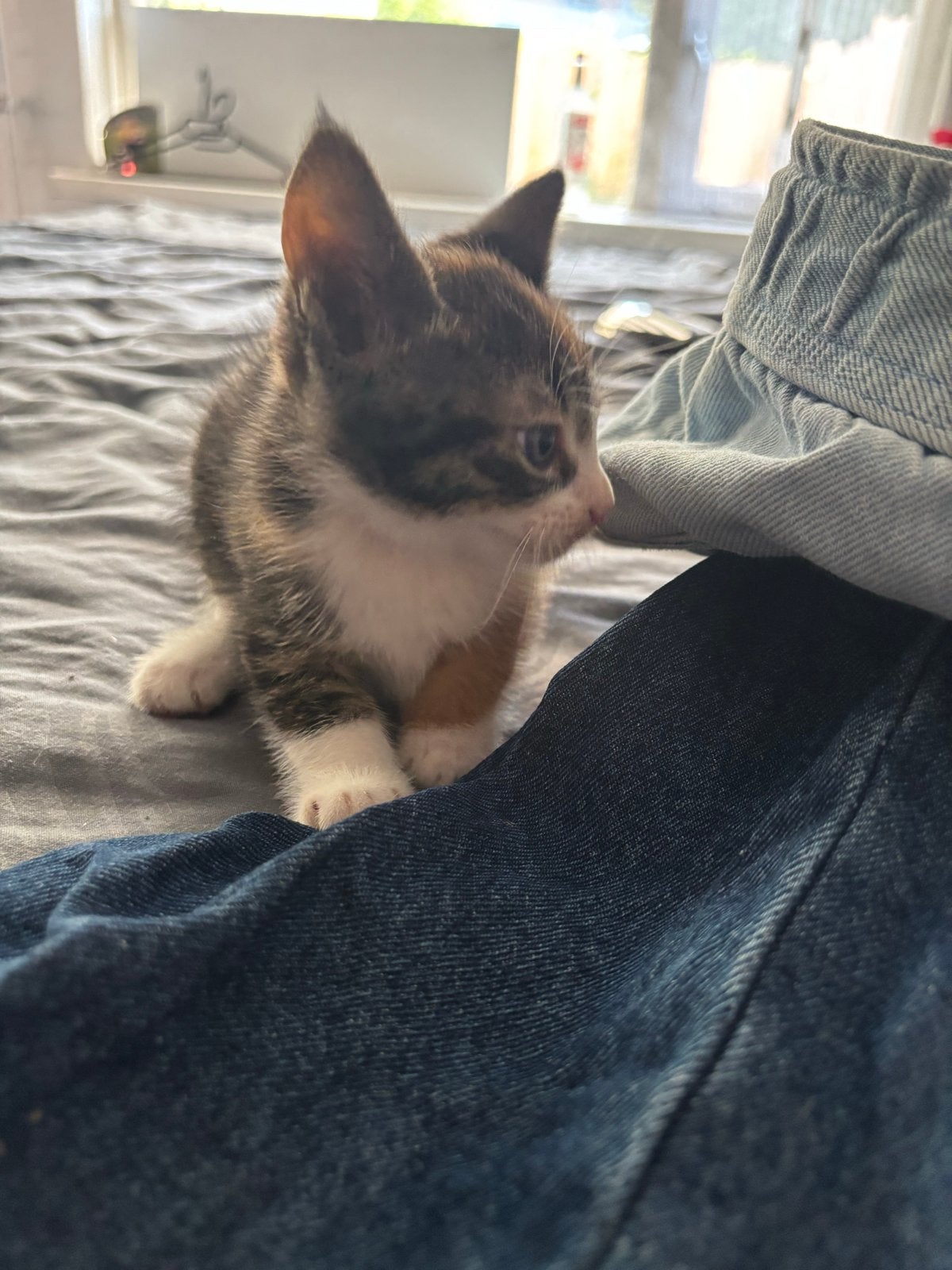 Kittens, Dieren en Toebehoren, Meerdere dieren