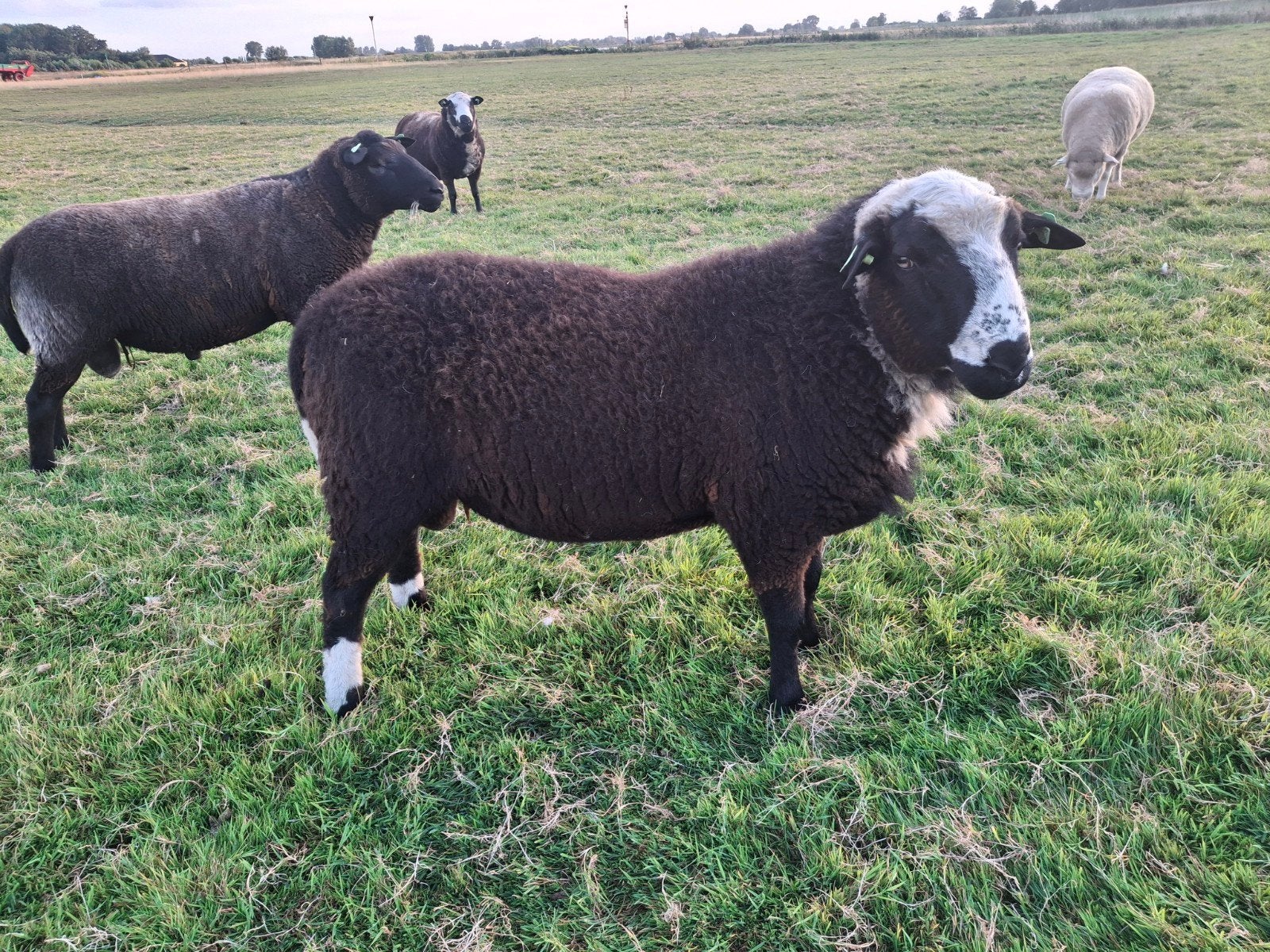 Dekrammen te koop mooie grote rammen, Dieren en Toebehoren, Schapen, Geiten en Varkens, Mannelijk, Schaap