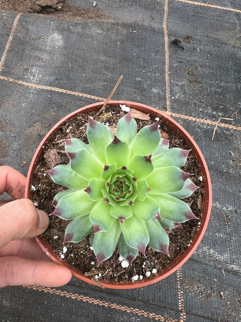 Sempervivum calcareum, Ophalen of Verzenden, Overige soorten, Volle zon