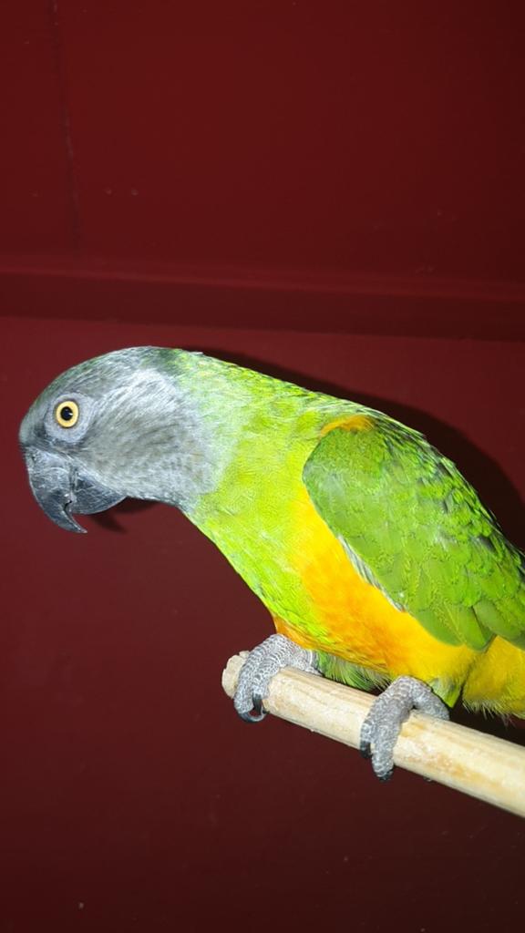 Charlie de bonte boer / senegal papagaai. Zie adv., Mannelijk, Papegaai, Geringd