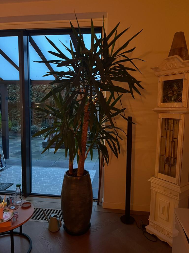 Polaren boeddha hoofden en kamerplanten, Tuin en Terras, Ophalen, Nieuw, Vierkant, Binnen
