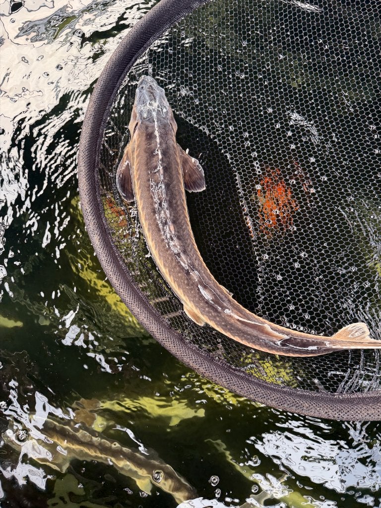 Graskarper, Goudvis,  Zeelt, Steur albino/diamant tot 100 cm, Karper of Koi