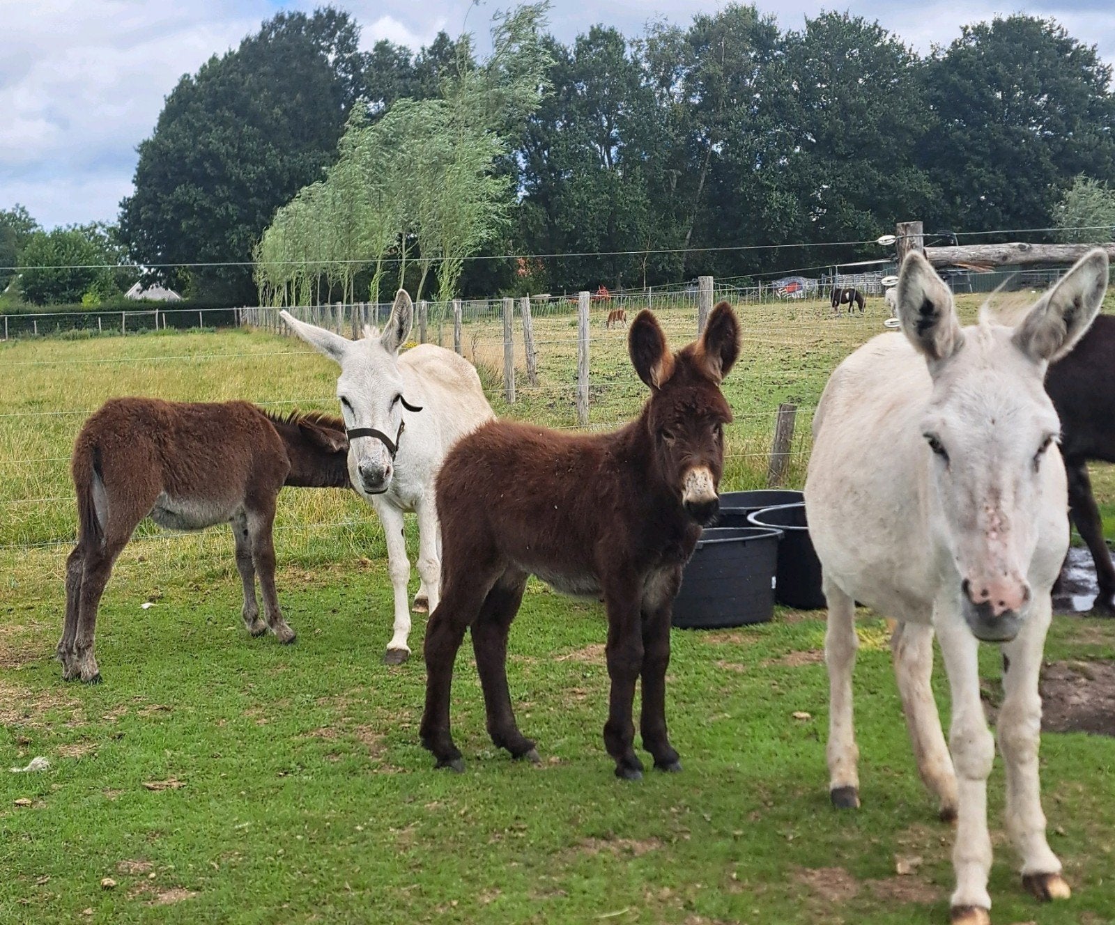 witte ezels, Meerdere dieren, Schaap