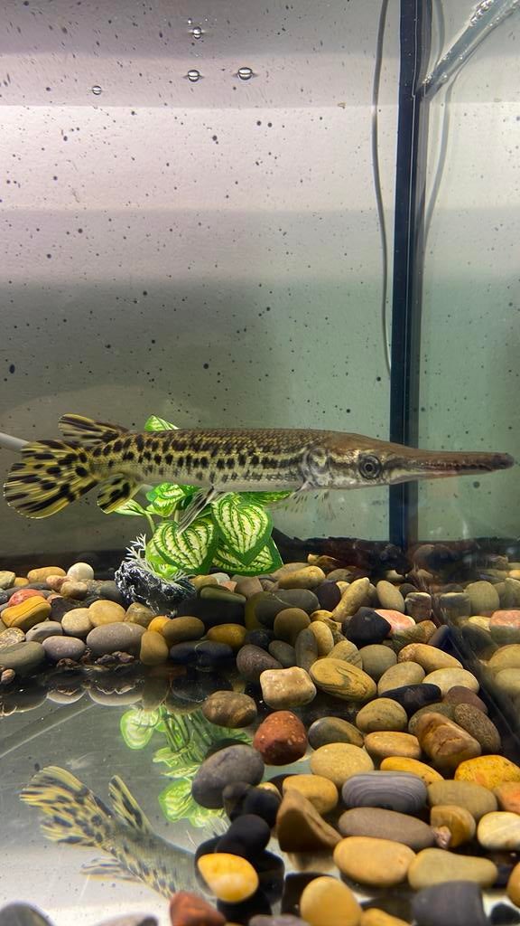 Aquarium met channa & alligator gar, Dieren en Toebehoren, Vissen | Aquariumvissen, Vis