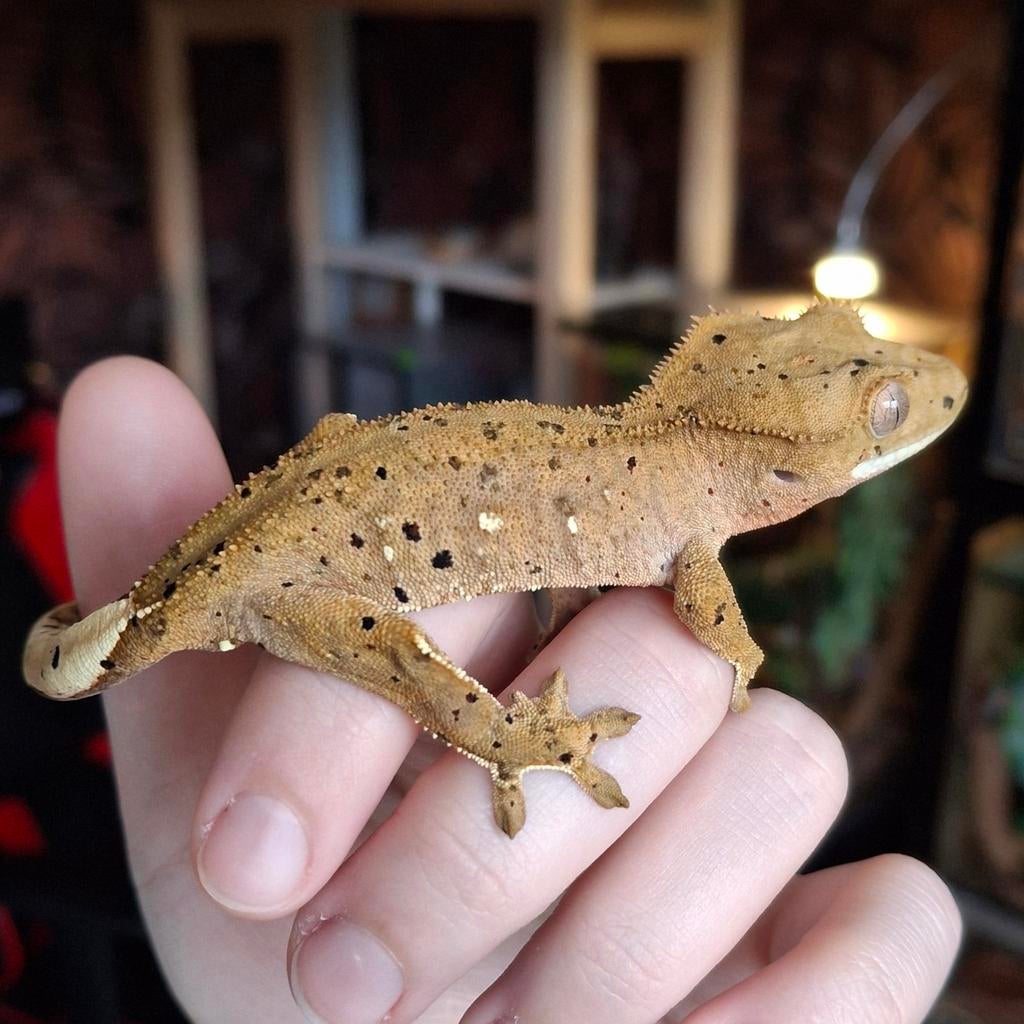 Prachtige superdalmatian wimpergekko/crested gecko man Crested Gecko - male for sale from Lotus' Creatures