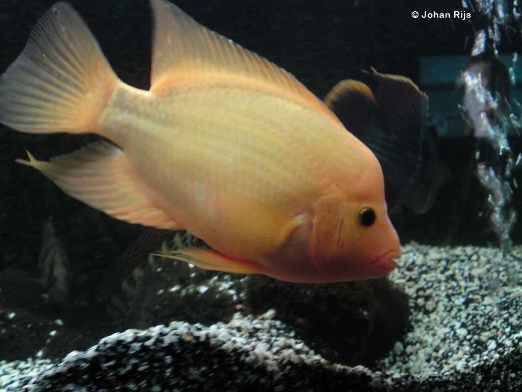 Amphilophus Cittrinellus vrouw, Vis