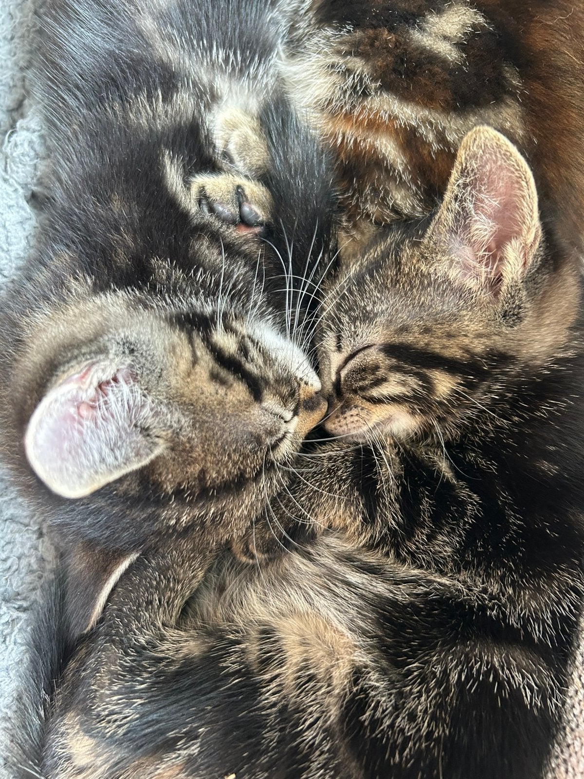 Nog 2 kitten poezen zoeken een goed huis, Poes, 0 tot 2 jaar