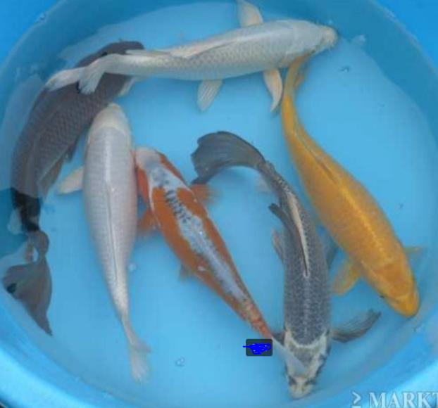 Koi 20–30 cm uit eigen kwekerij – Koidream Valburg, Dieren en Toebehoren, Vissen | Vijvervissen, Karper of Koi