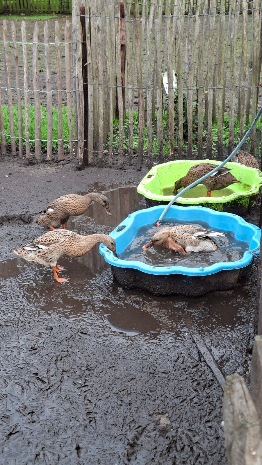 Indische loopeenden (3 vrouwen + 1 woerd), Meerdere dieren, Eend