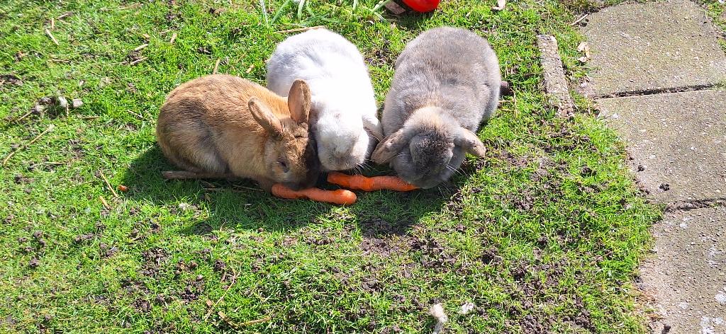 Konijnen, Dieren en Toebehoren, Konijnen, Meerdere dieren, Middelgroot, Hangoor, 3 tot 5 jaar