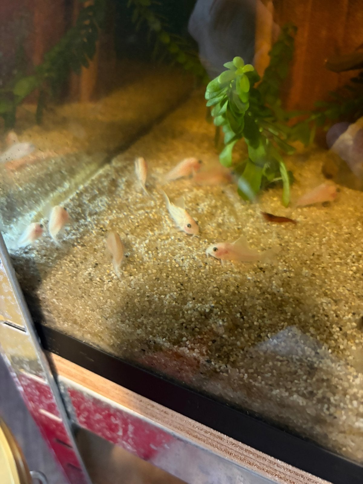 Corydoras Panda Snow White, Dieren en Toebehoren, Vissen | Aquariumvissen, Vis