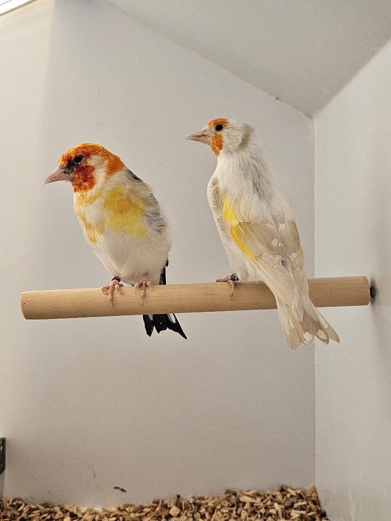 Majoorputter | Witkop en White | 2025, Meerdere dieren, Wildzangvogel, Geringd