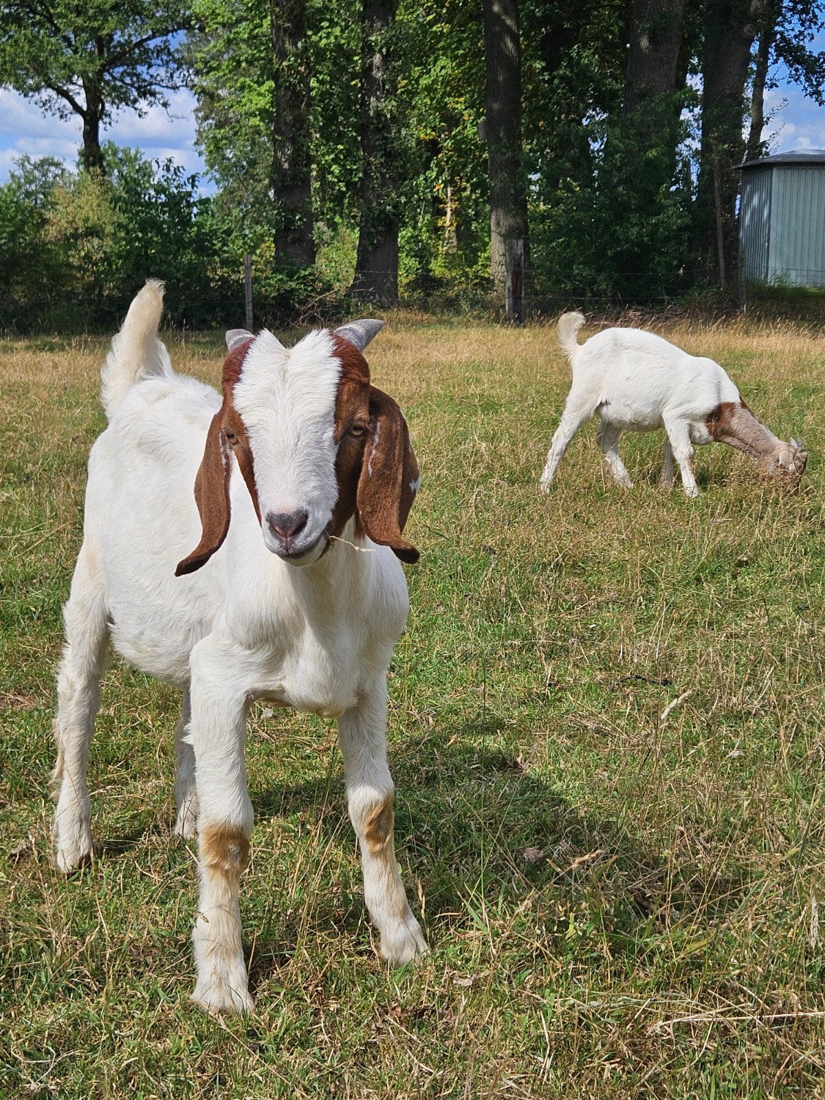 Boerbok, Dieren en Toebehoren, Schapen, Geiten en Varkens, Mannelijk, Geit, 0 tot 2 jaar