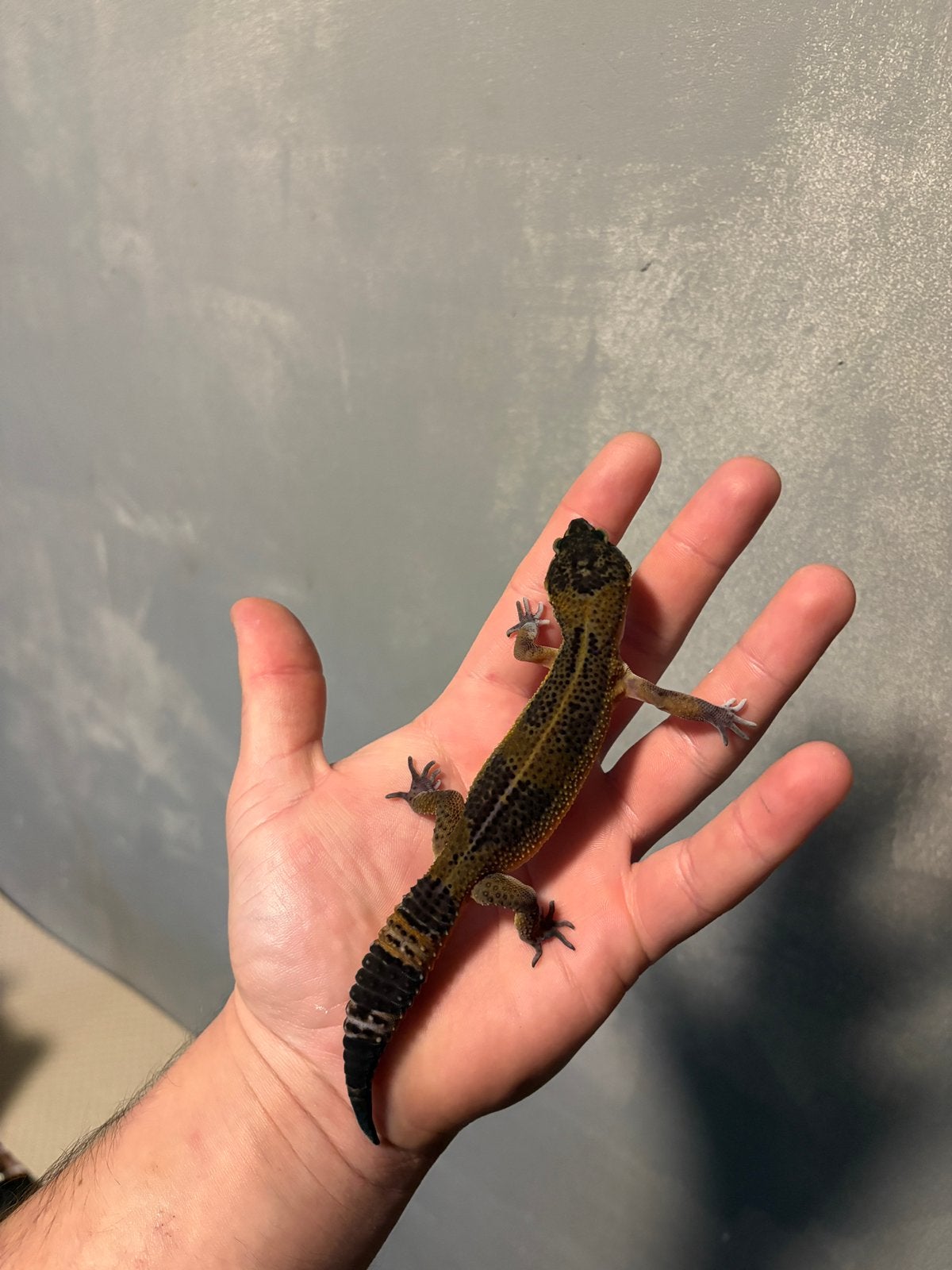 0.1 manderin tangerine black night 66% tremper luipaardgekko, Dieren en Toebehoren, Hagedis, 0 tot 2 jaar