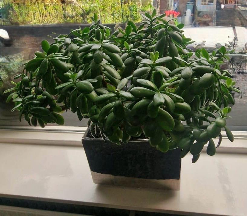 3 jade planten met pot, Huis en Inrichting, Kamerplanten, Vetplant, Minder dan 100 cm, Groene kamerplant, Halfschaduw, In pot