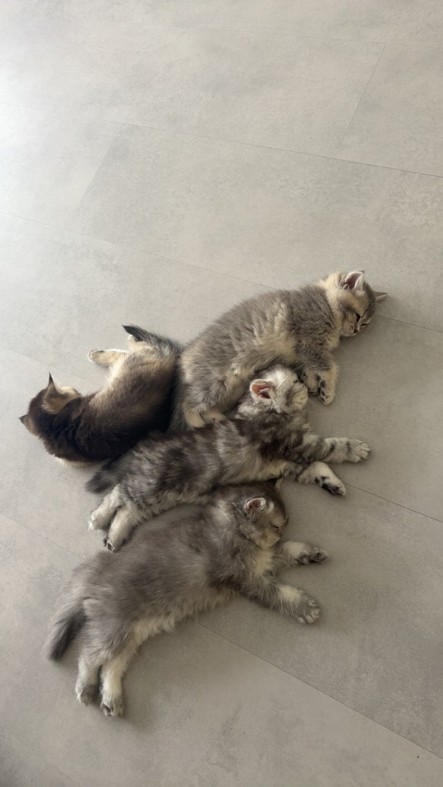 5 PRACHTIGE BRITSE KORTHAAR KITTENS!, Dieren en Toebehoren, Katten en Kittens | Raskatten | Korthaar, Meerdere dieren, Ontwormd