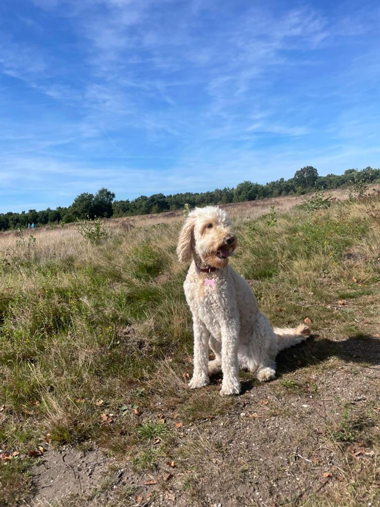 Hondenoppas gezocht voor  Labradoodle 17 juli t/m 4 augustus, Ophalen