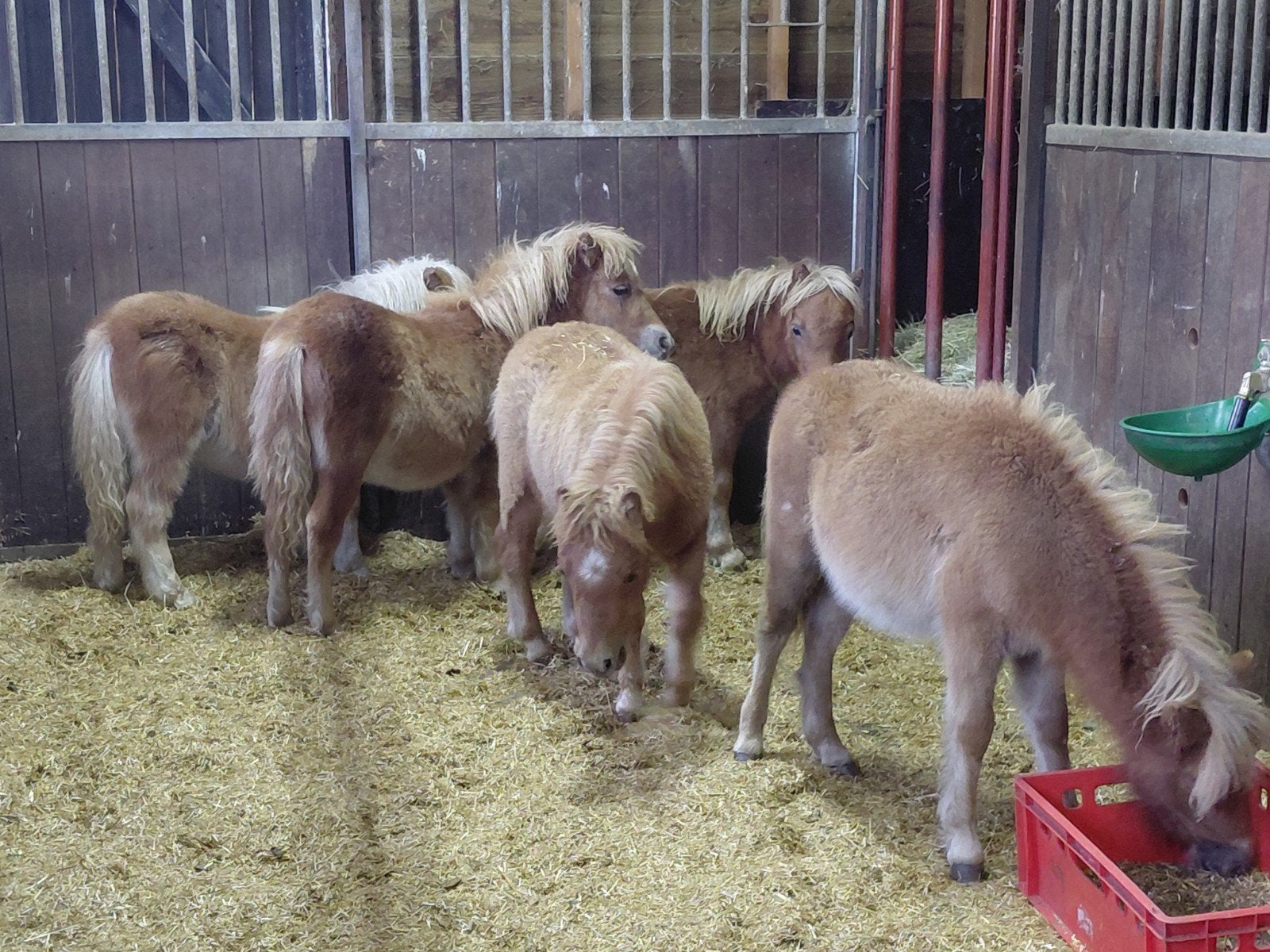 4 shetland hengstveulens nsps, Dieren en Toebehoren, Hengst, Niet van toepassing, Met stamboom, 0 tot 2 jaar