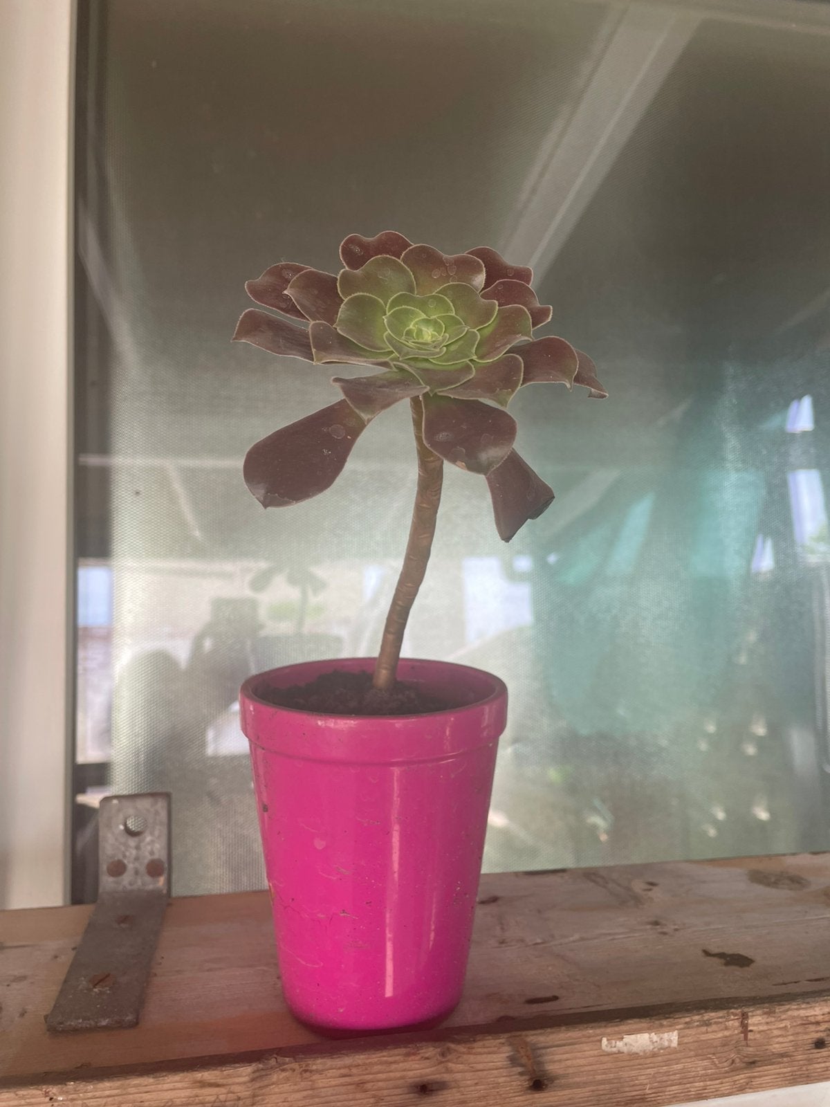 Aeonium, Ophalen, Vetplant, Halfschaduw, Minder dan 100 cm
