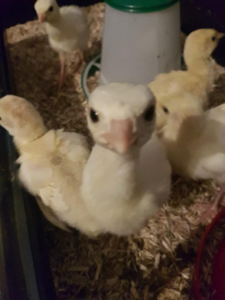 Kalkoen kuikens, Dieren en Toebehoren, Pluimvee, Kalkoen, Meerdere dieren
