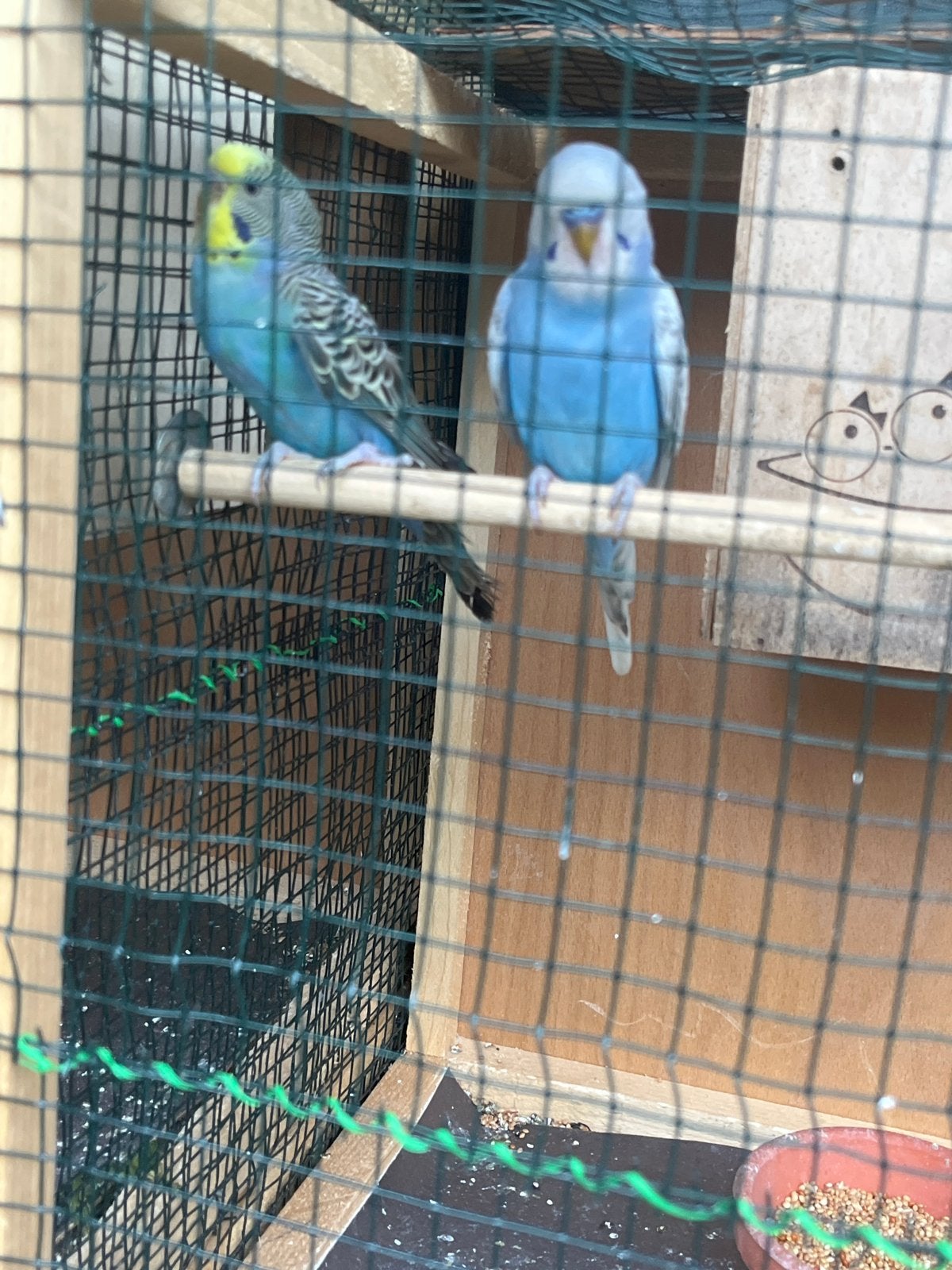 Parketen blouw, Meerdere dieren, Parkiet