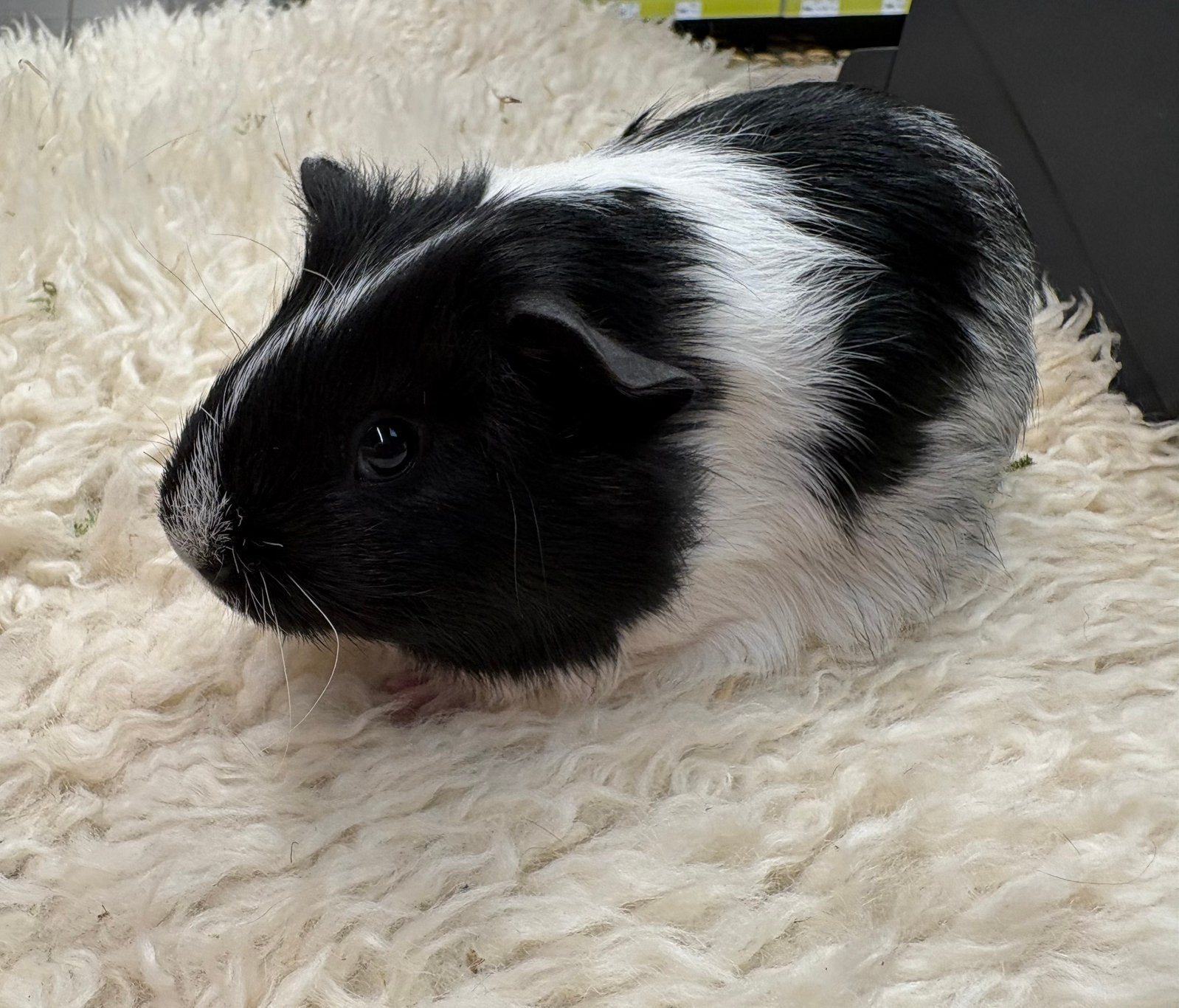 Jonge tamme cavia zeugjes ( van zorgboerderij), Cavia, Vrouwelijk, Mei, Tam