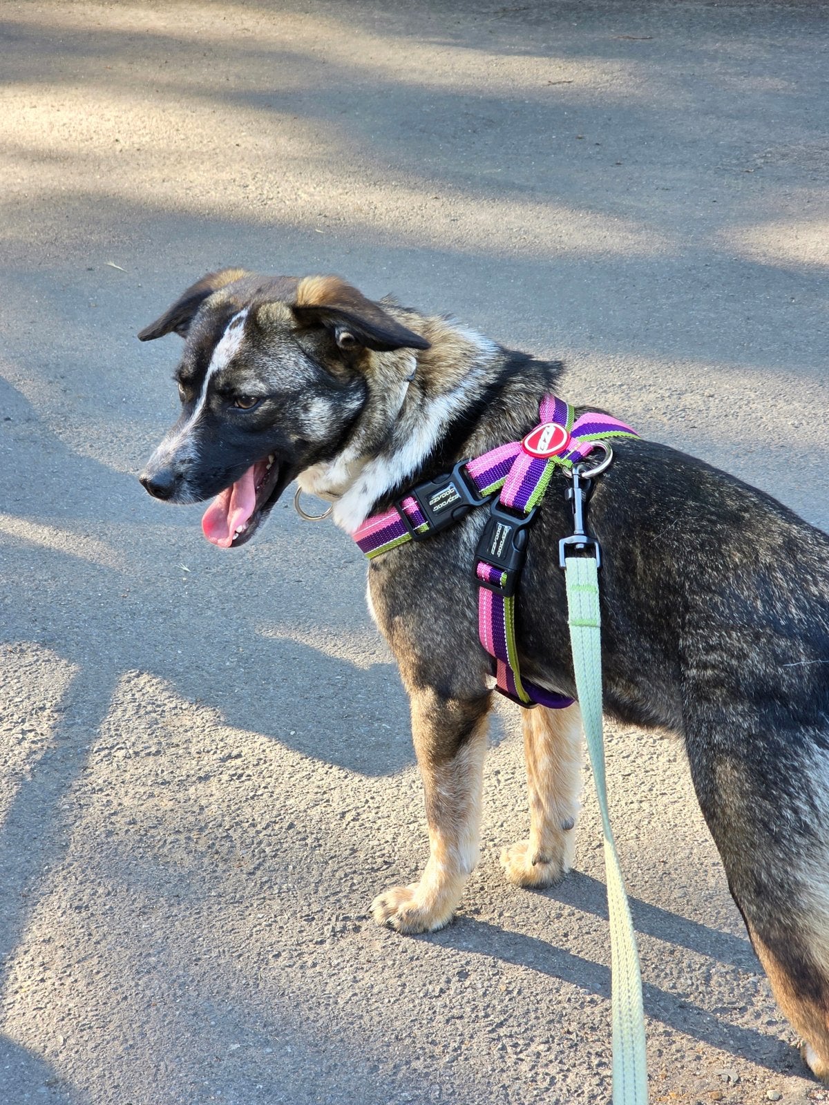Hond Knopa uit Oekraïne zoekt een liefdevol thuis, Teef, Eén hond, Klein, Nederland