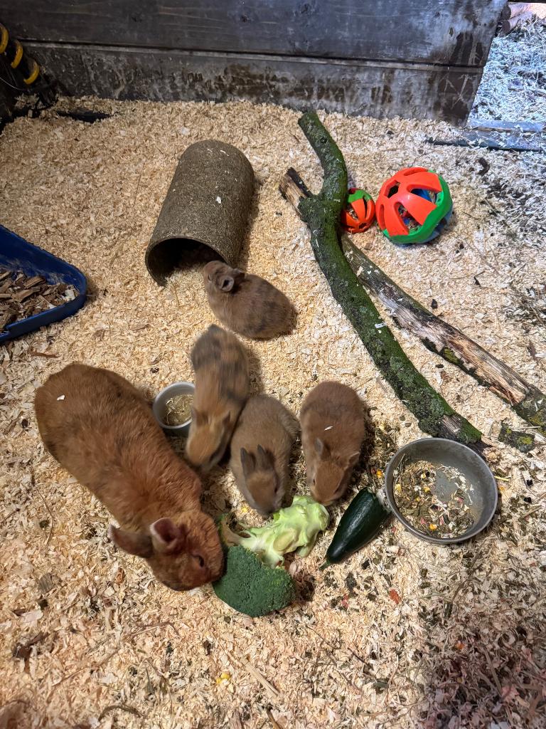 Verschillende konijnen te koop, Dieren en Toebehoren, Konijnen, Meerdere dieren, Middelgroot, 0 tot 2 jaar