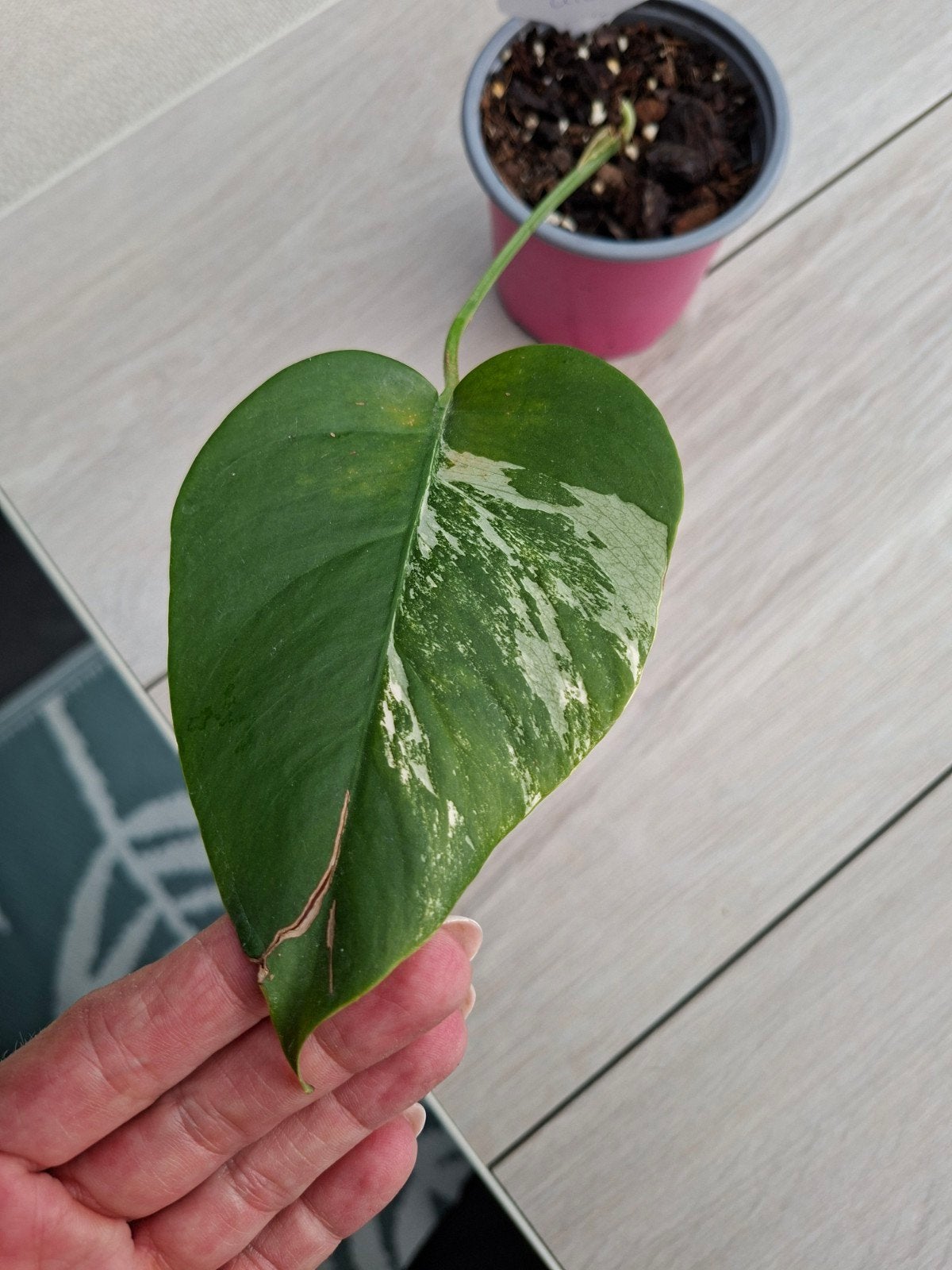Monstera variegata albo stekje, Ophalen, Halfschaduw, Minder dan 100 cm